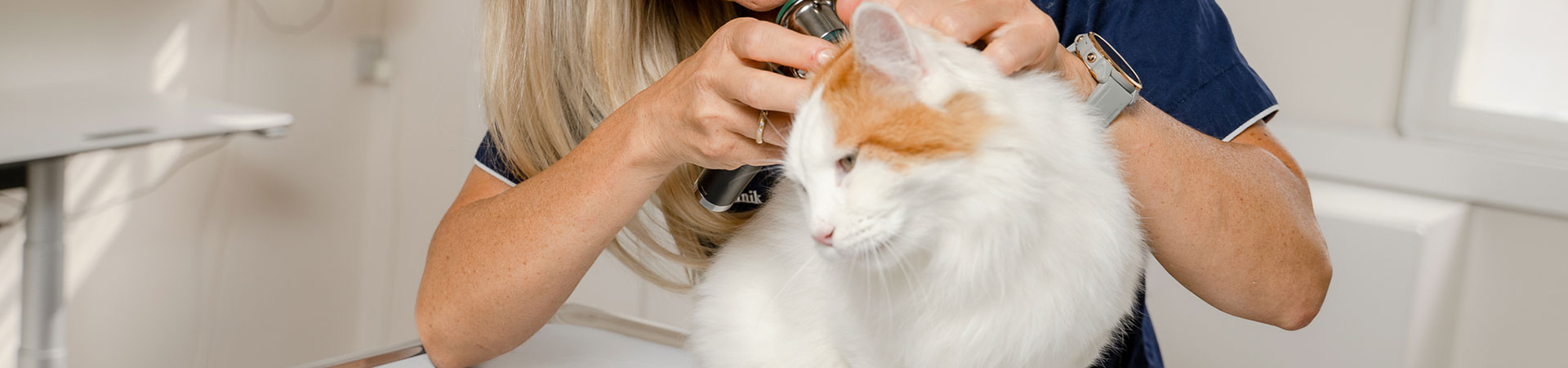 videnskabelig Brig tak skal du have Priser Kat | Prisoversigt for katte